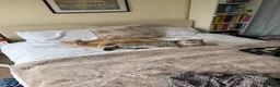 Mixed Breed cats for sale: two beautiful brothers  - Advert 9