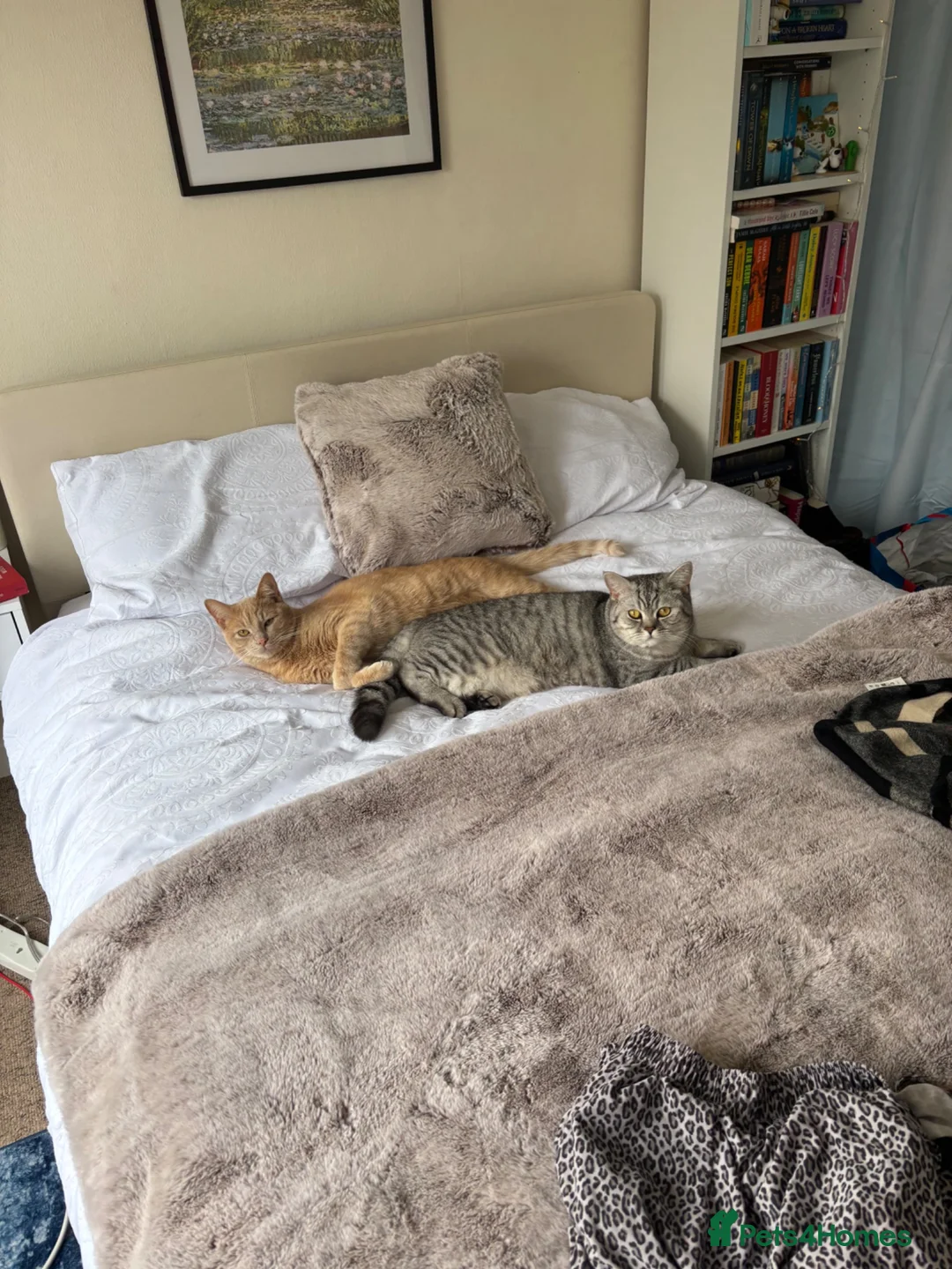 Mixed Breed cats for sale: two beautiful brothers  - Advert 9
