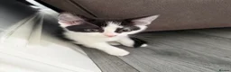 Mixed Breed cats for sale: 5 lovely kittens for sale  - Advert 35