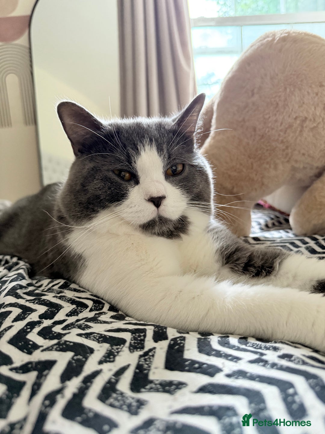British Shorthair cats for sale: British shorthair cat  - Image 3