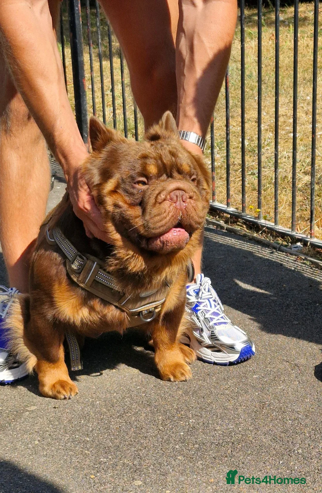 French Bulldog dogs for stud: Fluffy Rojo & Cherry Tan Big** STUD From £500 - Advert 2