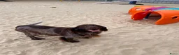 Sprocker dogs for adoption: Bonnie - Advert 2