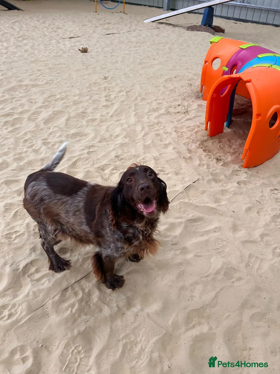 Sprocker dogs for adoption: Bonnie - Advert 2