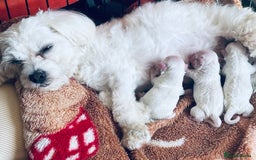 Mixed Breed dogs for sale: Bichon Maltese puppies!!! 3 girls and 1 boy!!! - Image 12