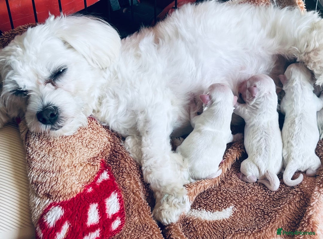 Mixed Breed dogs for sale: Bichon Maltese puppies!!! 3 girls and 1 boy!!! - Image 12