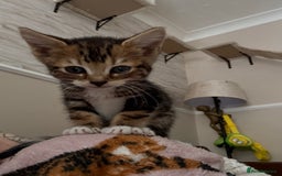 Bengal cats for sale: Half-Bengal Female Kitten - Image 4