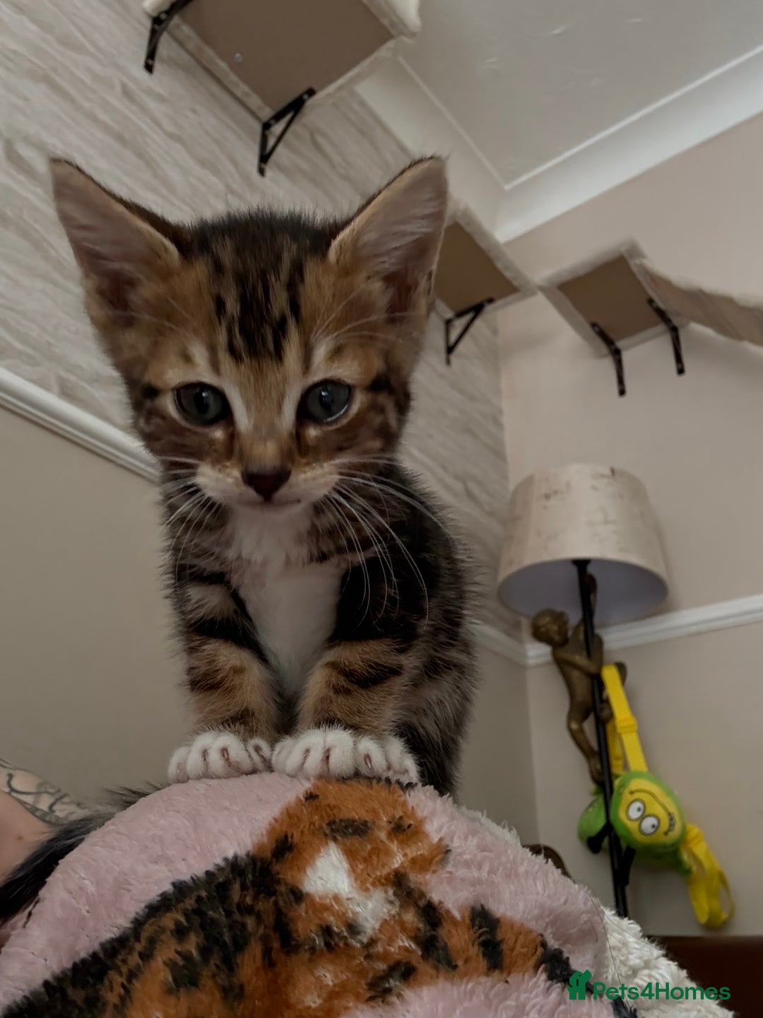 Bengal cats for sale: Half-Bengal Female Kitten - Image 4
