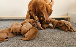 Labrador Retriever dogs for sale: Fox Red Labrador Retriever KC Registered puppies in Wetherby - Image 8