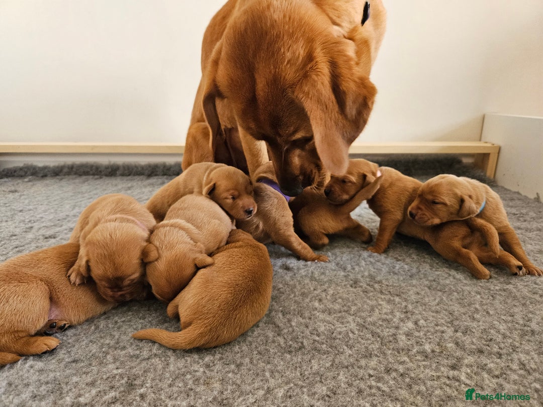 Labrador Retriever dogs for sale: Fox Red Labrador Retriever KC Registered puppies in Wetherby - Image 8