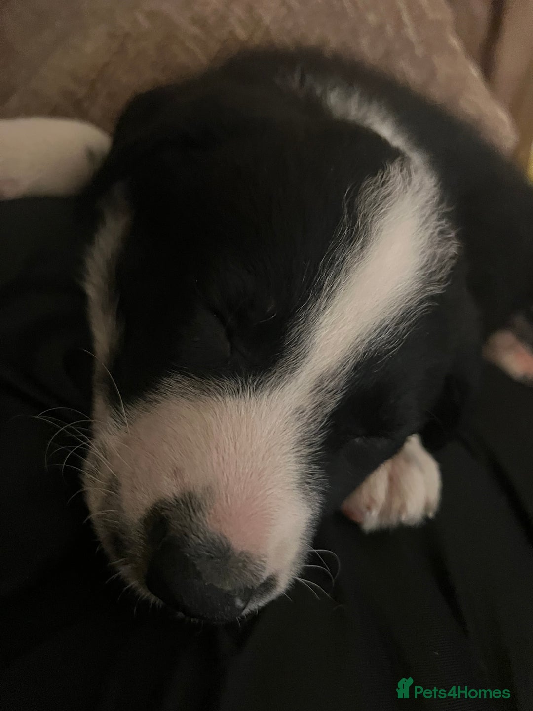 Border Collie dogs for sale: Sheepdog puppies - Advert 10