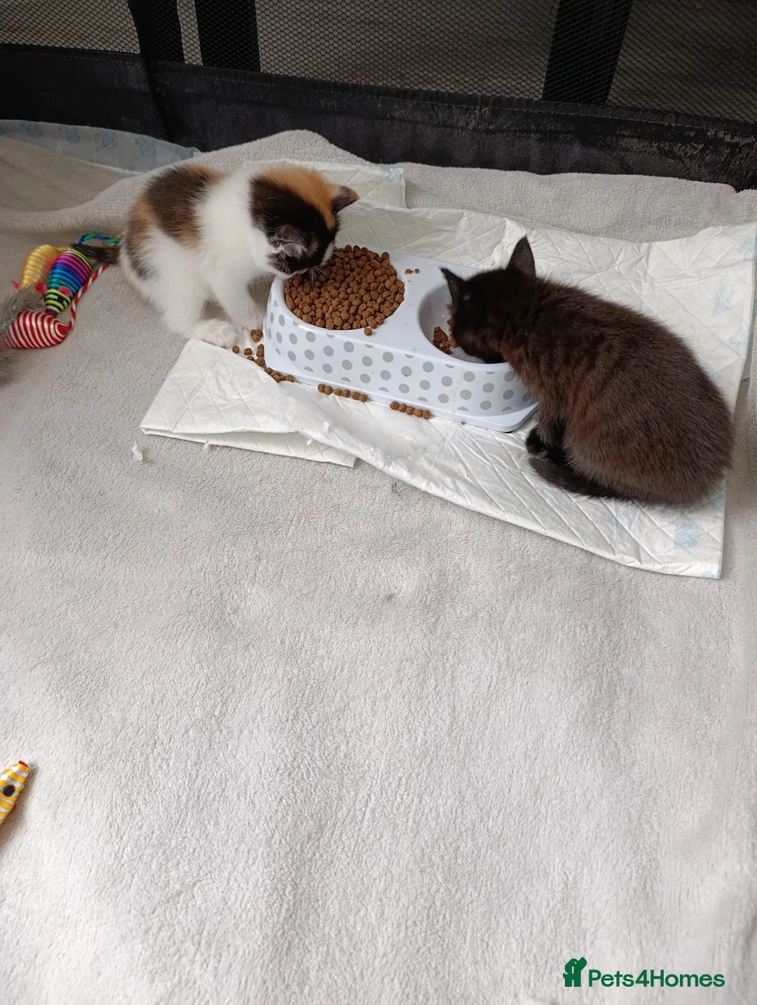 Mixed Breed cats for sale: Mrs Anna - Advert 2