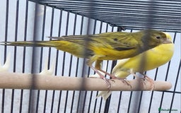 Canaries birds for sale: Spanish timbrado canaries pair - Advert 1