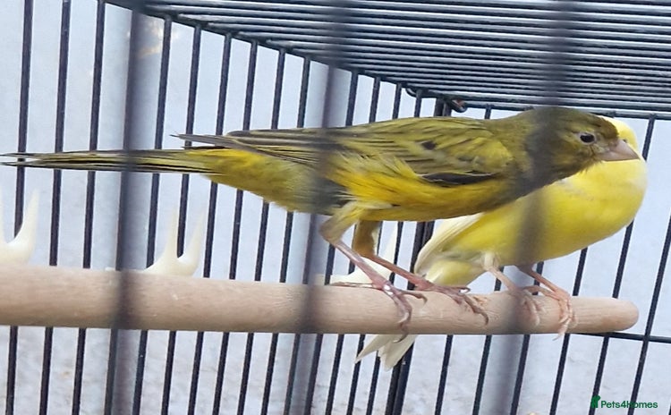 Canaries birds Spanish timbrado canaries pair - Advert 1