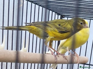 Canaries birds Spanish timbrado canaries pair - Advert 1