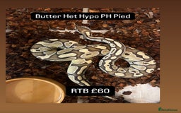 Python Snake reptiles for sale: Royal pythons for sale - Image 6