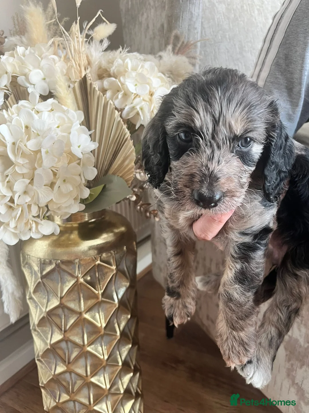 Cockapoo dogs for sale: Beautiful Merle cockapoos  in Orpington - Advert 1