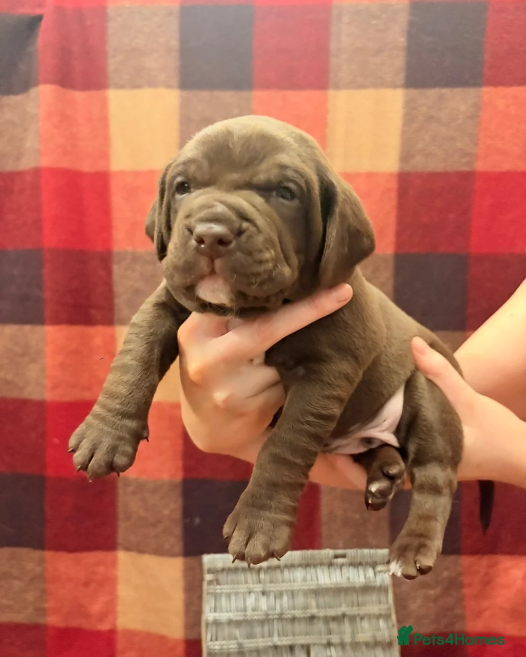 Mixed Breed dogs for sale: Bully Spaniels! (FLUFFY BULLDOGS) in Stockton-on-Tees - Advert 1