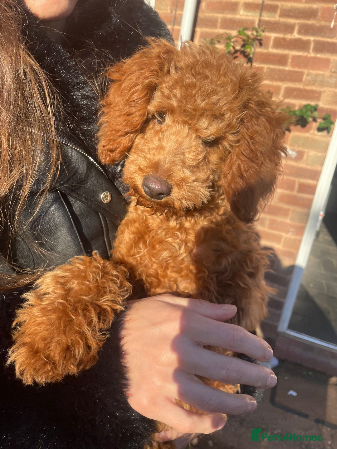 Miniature Poodle dogs for sale: Miniature poodles - Image 16