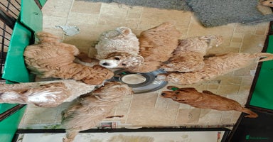 Cockapoo dogs - Advert 6