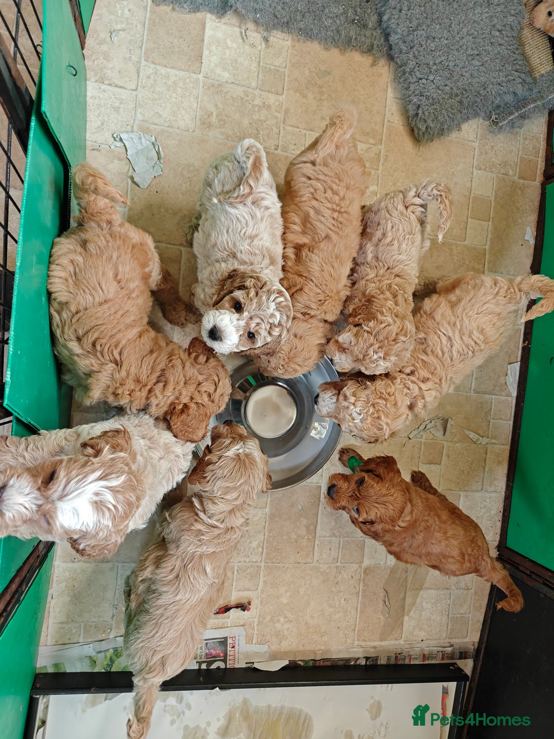 Cockapoo dogs for sale: Gorgous F1B Cockapoo Puppies ready 12th October  - Image 4