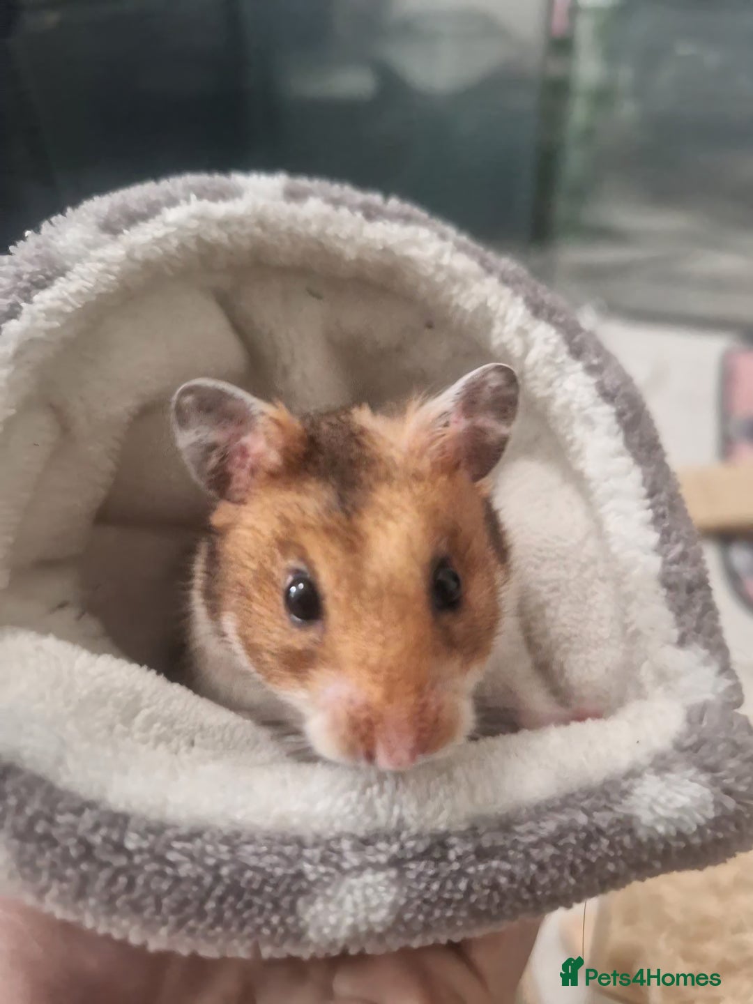 Hamster rodents for sale: Very friendly teddy bear hammy - Advert 7