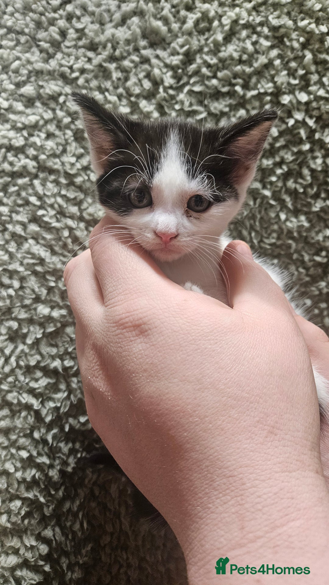 Mixed Breed cats for sale: Kittens  - Advert 5