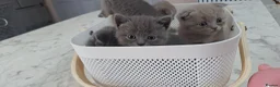 Scottish Fold cats for sale: Scotish fold & british straignt kittens  in Melton Mowbray - Advert 6