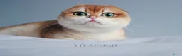 British Shorthair cats for sale: Champion bloodline Exclusive Babies  - Advert 8