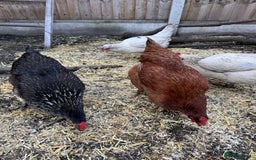 Chickens poultry for sale: Chickens for sale - Image 11