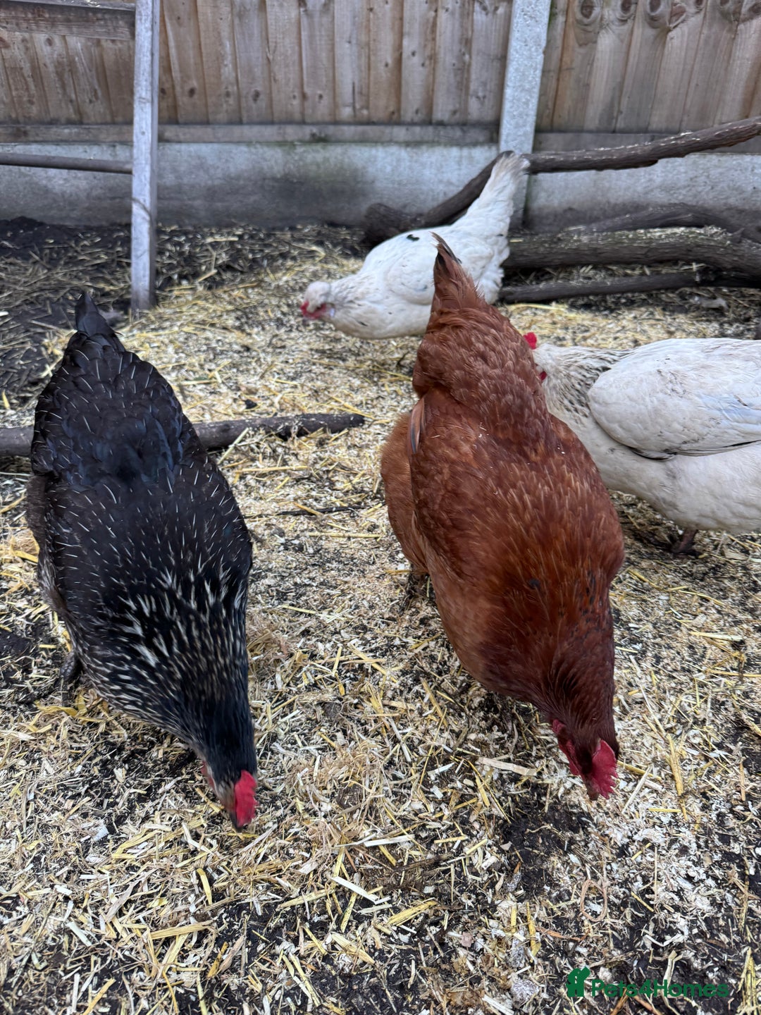 Chickens poultry for sale: Chickens for sale - Image 11