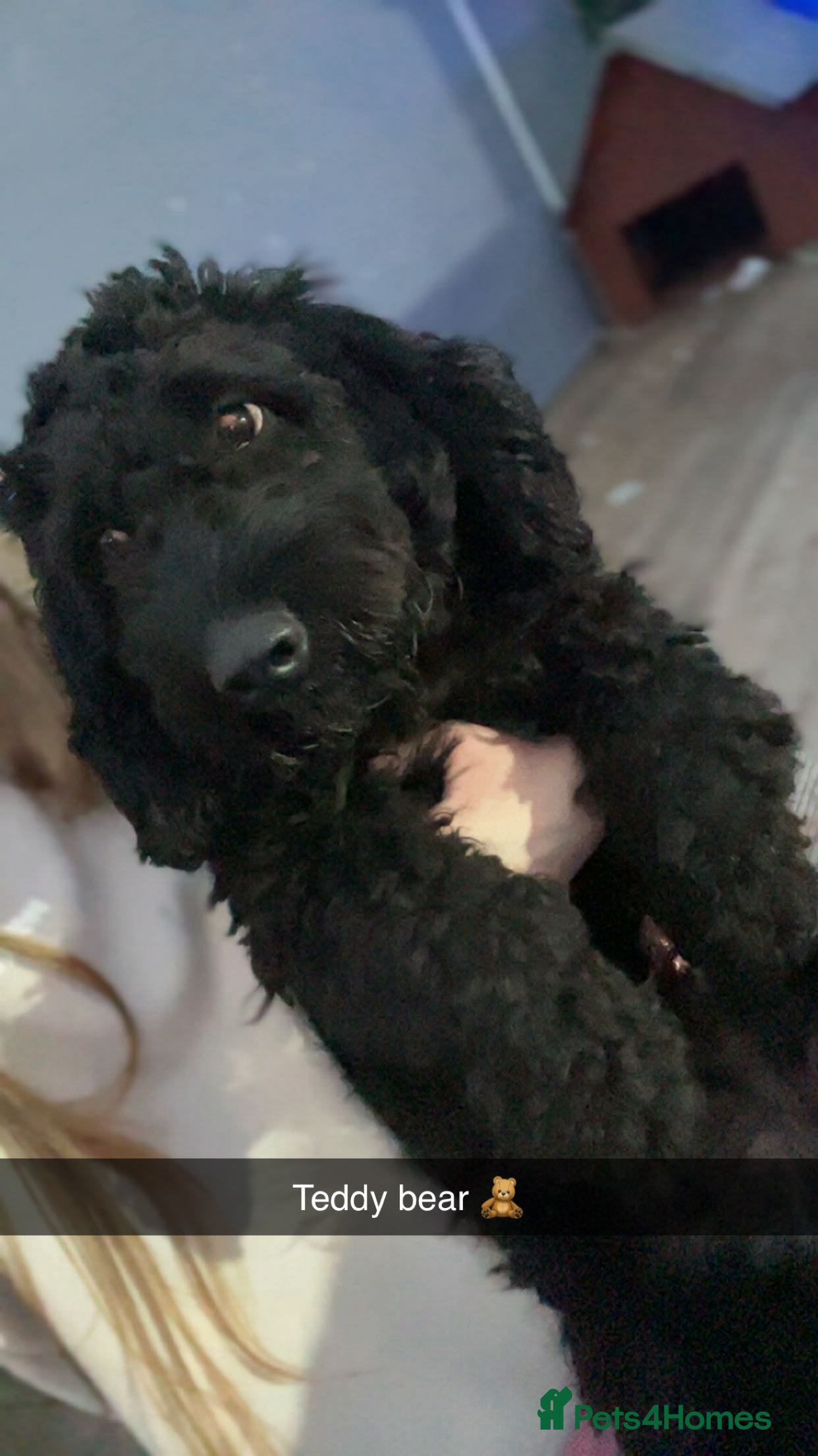 Cockapoo dogs Big friendly teddy bear - Advert 3