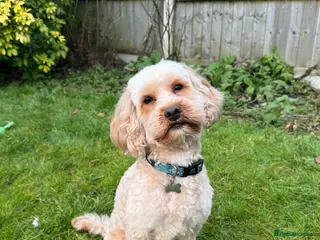 Cavapoo dogs Fully healthy tested Proven F1 Cavapoo Stud Dog in Droitwich - Advert 6
