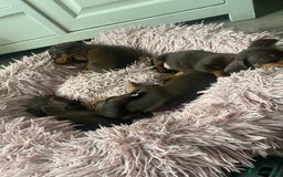 Dachshund dogs for sale: Minature dashounds boys  - Image 7