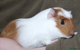 Guinea Pig rodents for sale: 8 Week Old Indoor Baby Guinea Pigs  - Image 9