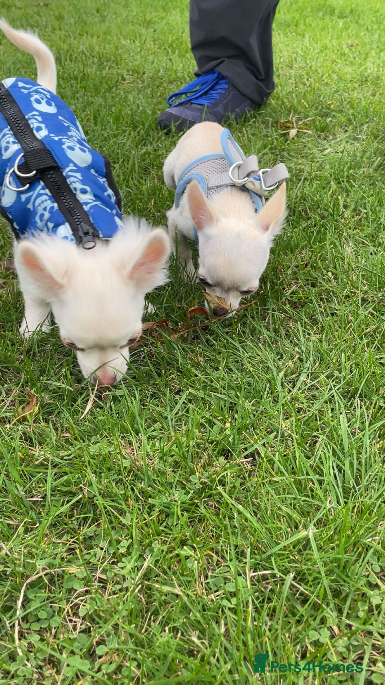 Chihuahua dogs Chihuahua pups, last of litter  - Advert 19