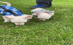 Chihuahua dogs for sale: Chihuahua pups, last of litter  - Advert 1