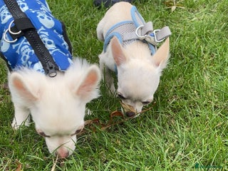 Chihuahua dogs for sale: Chihuahua pups, last of litter - Advert 1