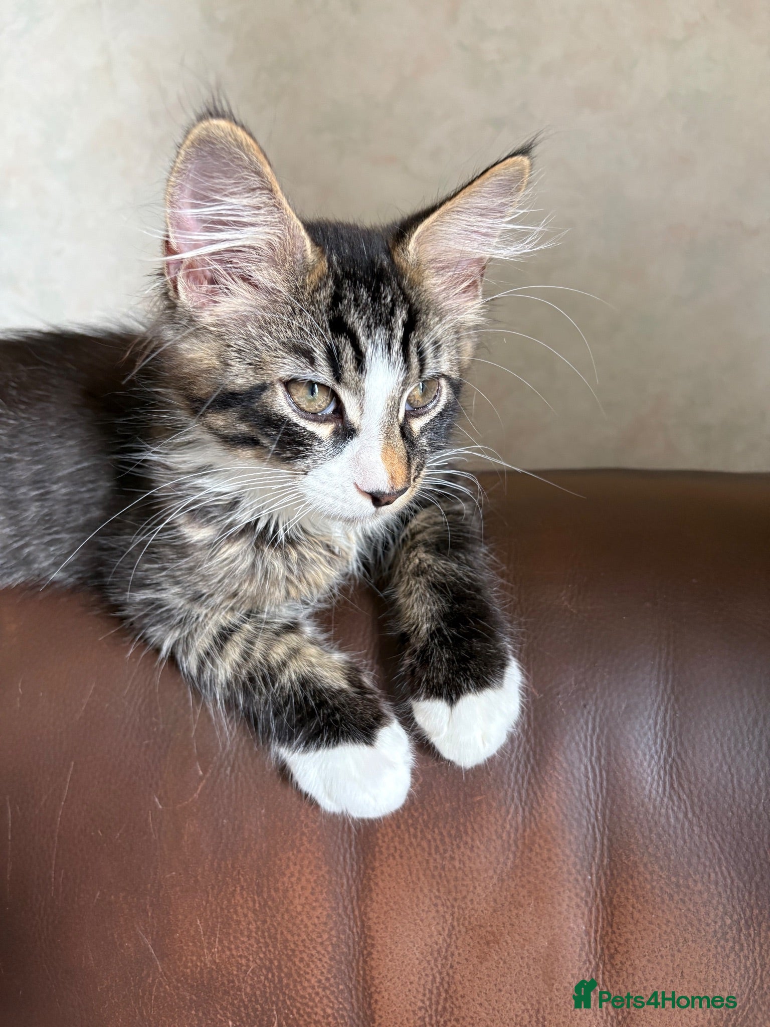 Maine Coon cats TICA Registered pedigree Maine Coon kittens - Advert 2
