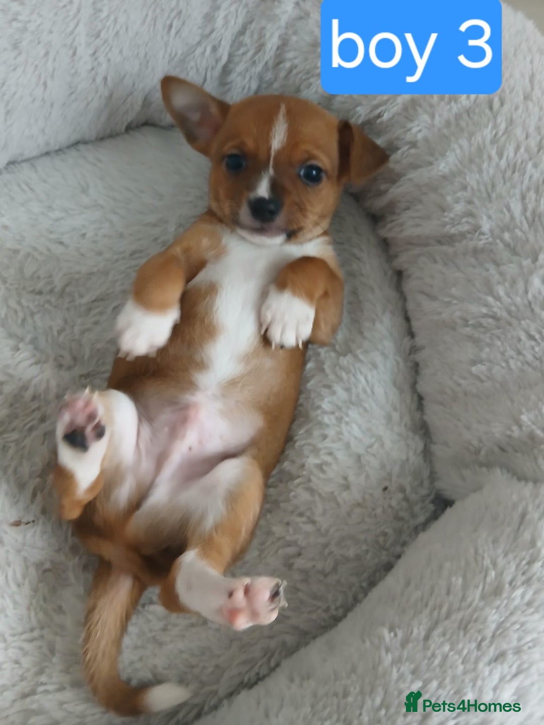 Chihuahua dogs for sale: Gorgeous chihuahua pups for sale  - Image 5