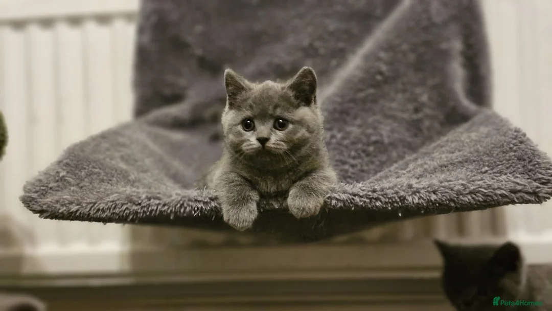 British Shorthair cats for sale: British Shorthair Kittens (GCCF) - Advert 2