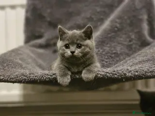 British Shorthair cats British Shorthair Kittens (GCCF) - Advert 9