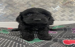 Cockapoo dogs for sale: F1 Cockapoo puppies for sale  - Image 25