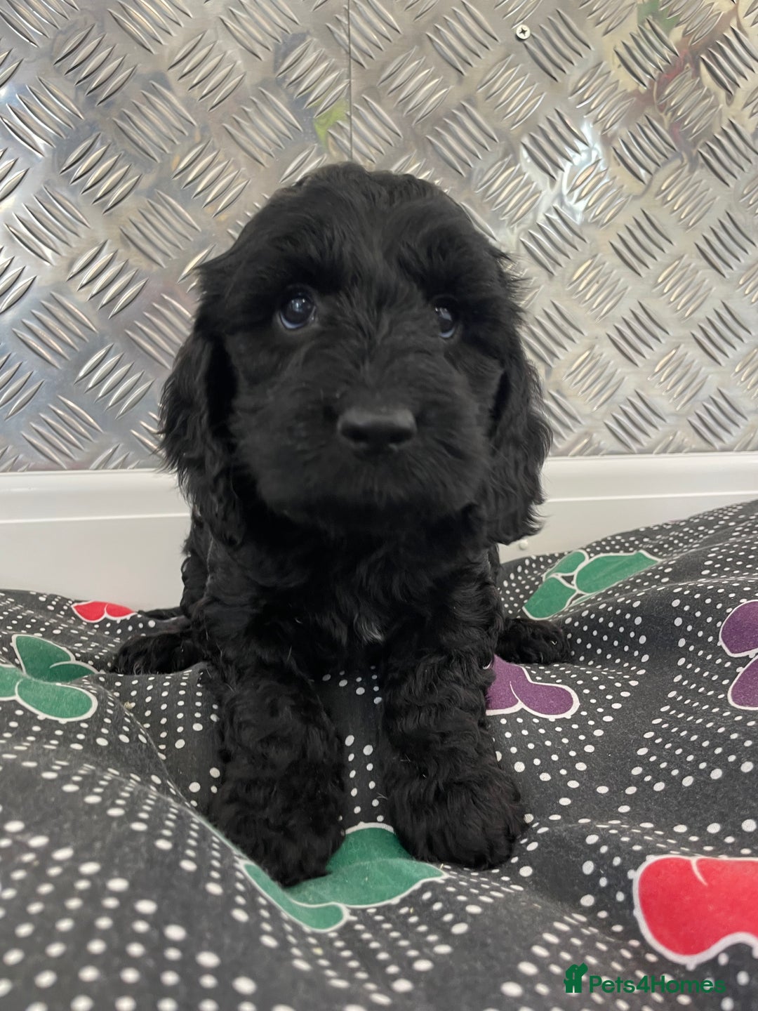 Cockapoo dogs for sale: F1 Cockapoo puppies for sale  - Image 25