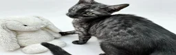 Egyptian Mau cats for sale: TICA reg Werewolf Silver EgyptianMAU x Snow Bengal - Advert 4