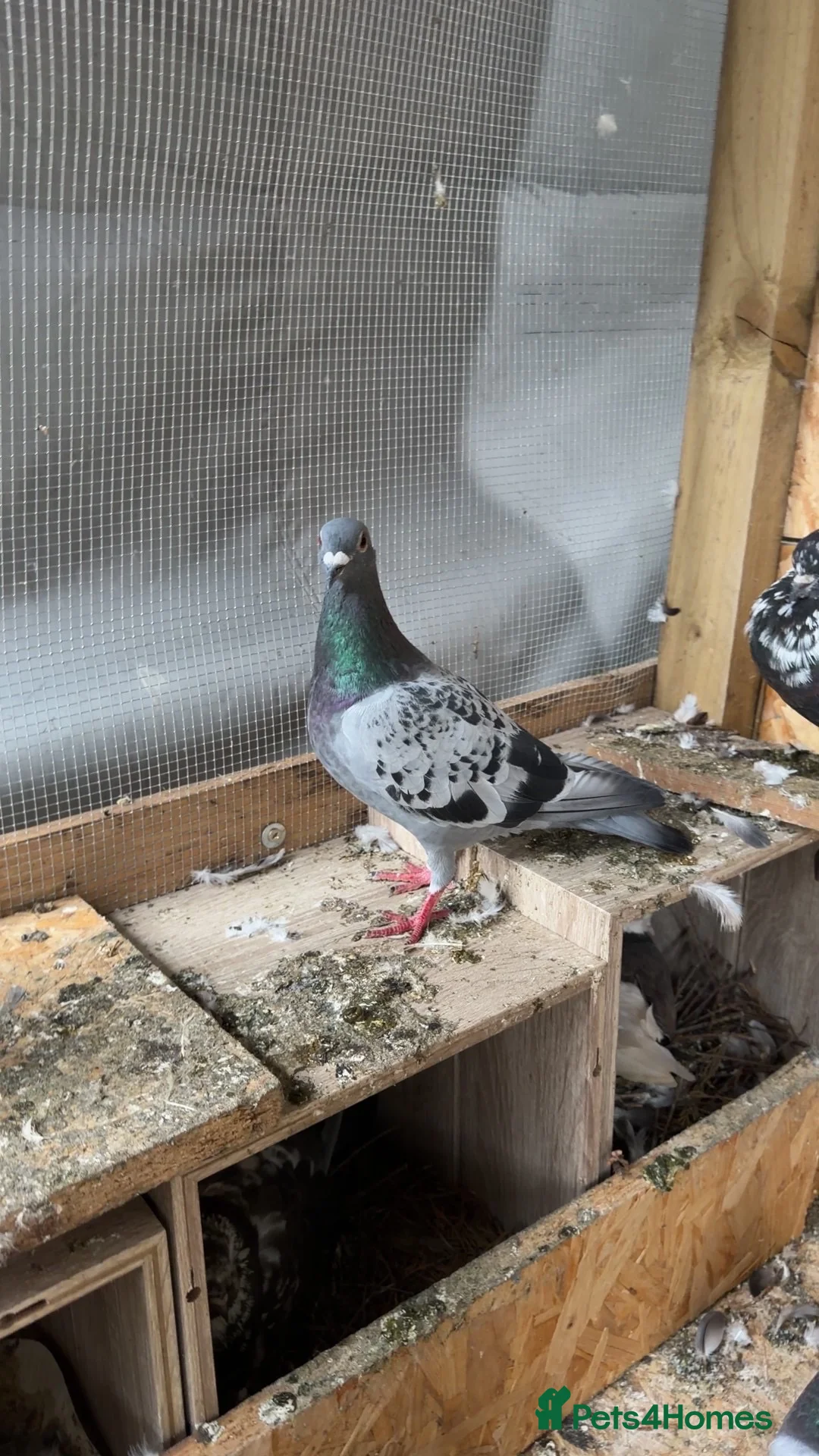 Pigeons birds for sale: Racing pigeons GB25 in Manchester - Advert 2