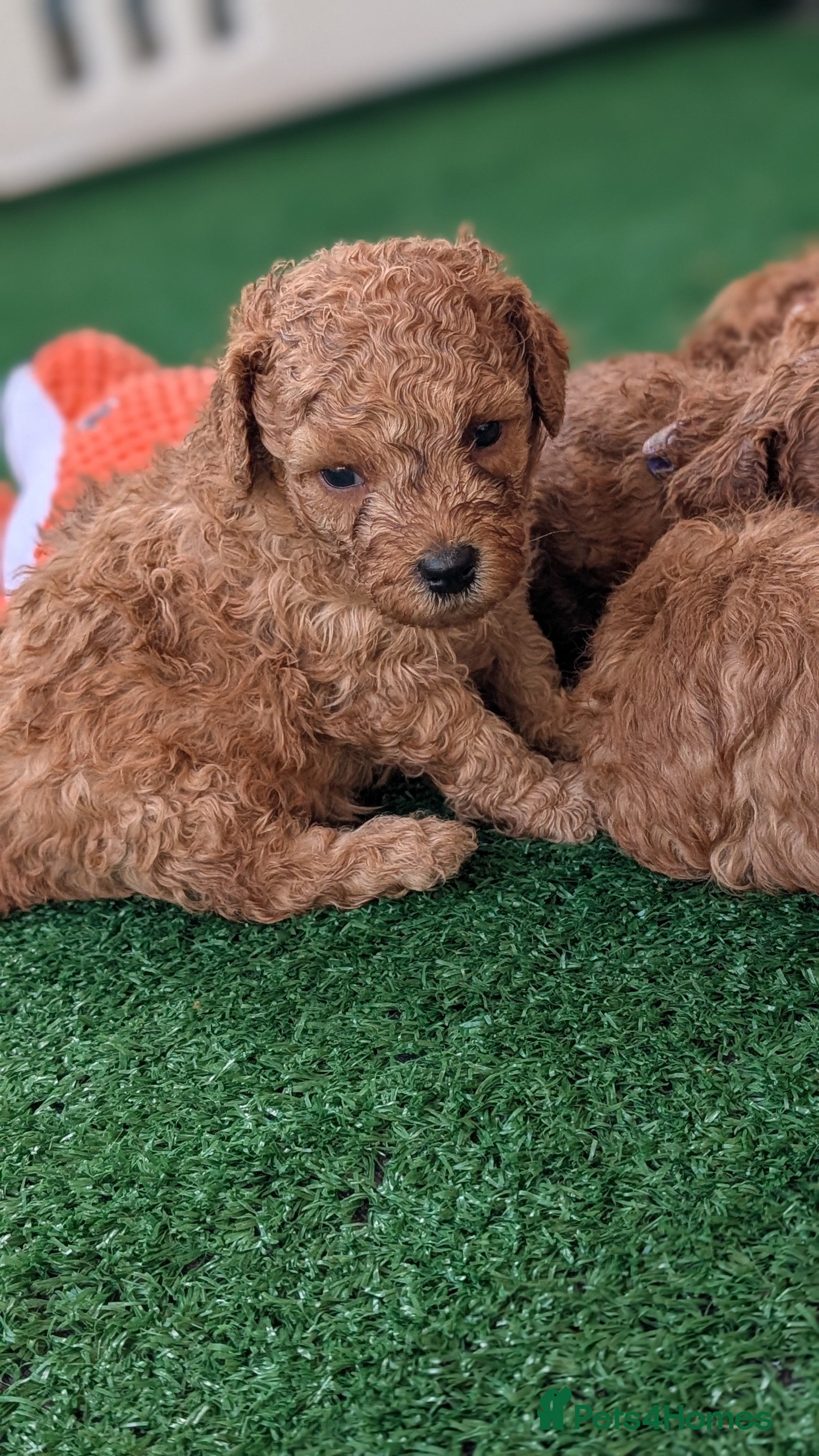 Cavapoo dogs Stunning extensively health tested Cavapoos - Advert 2
