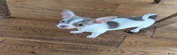 Chihuahua dogs for sale: KC reg chihuahua boys left  - Advert 10