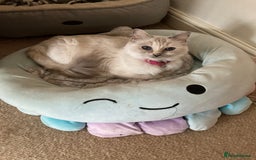 Ragdoll cats for sale: Ragdoll kitten READY NOW male and female £550 each - Image 9