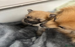 Pomeranian dogs for sale: READY 23RD December Pomeranian Puppy’s  - Advert 4