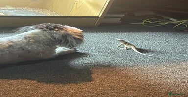 Bearded Dragon reptiles Bearded Dragon And Setup For Sale - Advert 7